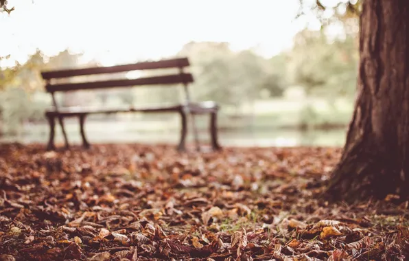 Autumn, leaves, bench, tree, bench
