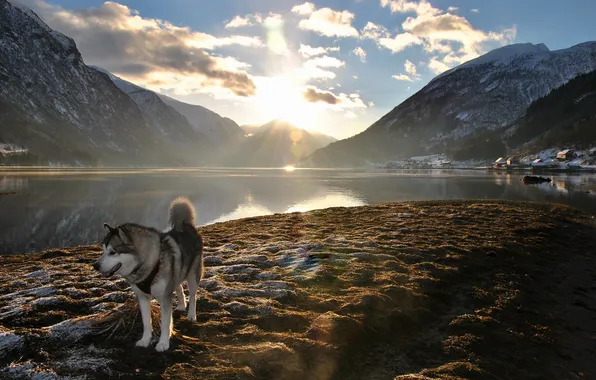 Picture mountains, nature, lake, each, dog, morning