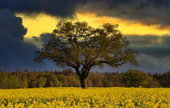 Field, forest, clouds, tree, rape, rapeseed field