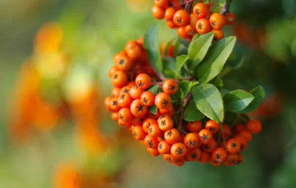 Autumn, leaves, macro, green, berries, background, bright, branch