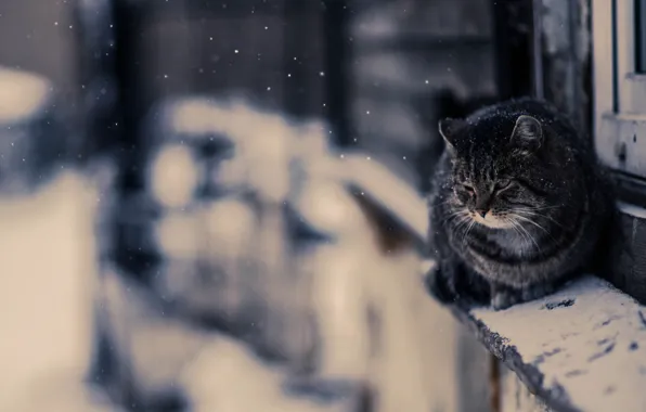 Picture Photo, Snow, Cat, Snow, Wallpaper, Cat, The Wallpapers, Irkutsk