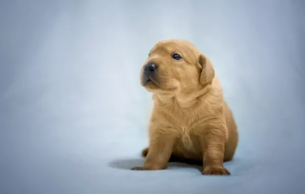 Picture background, dog, baby, puppy, Labrador Retriever