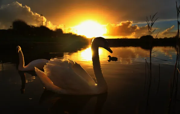 The sun, sunset, nature, lake, swans