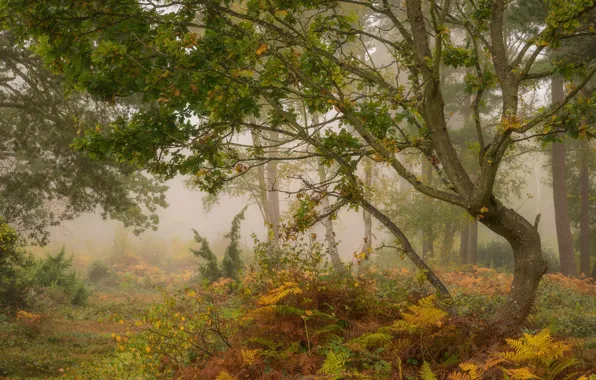 Autumn, forest, trees, fog