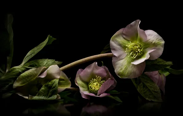 Macro, hellebore, heleborus