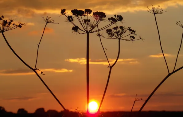 Picture the sky, clouds, macro, sunset, plant