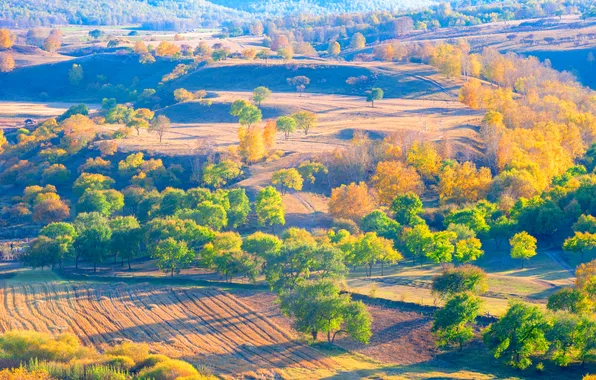 Greens, field, autumn, forest, light, trees, nature, fog