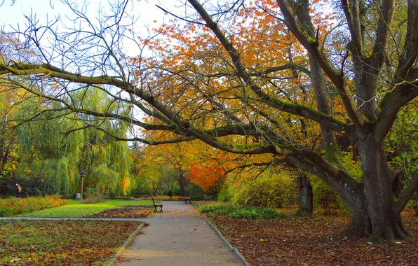 Park, autumn, tree, alley, fall
