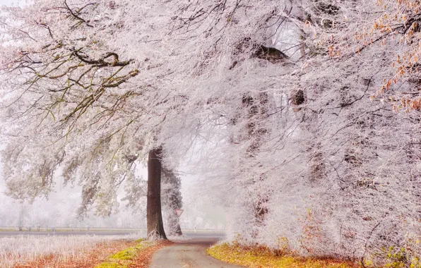 Frost, road, autumn, trees, Park