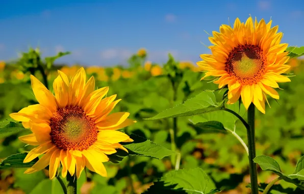 Picture field, summer, the sky, leaves, clouds, light, flowers, sunflower