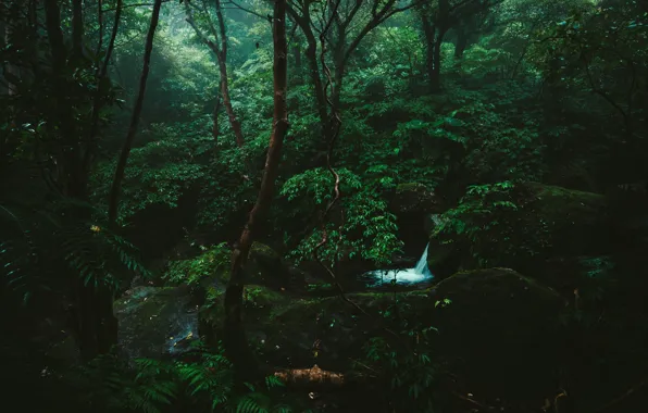 Picture forest, trees, nature, stream, stones