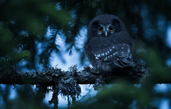 Forest, look, branches, nature, owl, bird, needles, bokeh