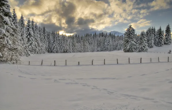 Picture winter, forest, the sky, clouds, snow, trees, traces, Nature