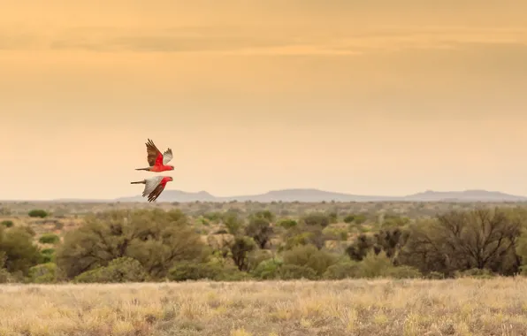 Field, the sky, flight, hills, bird, horizon, parrot, wildlife