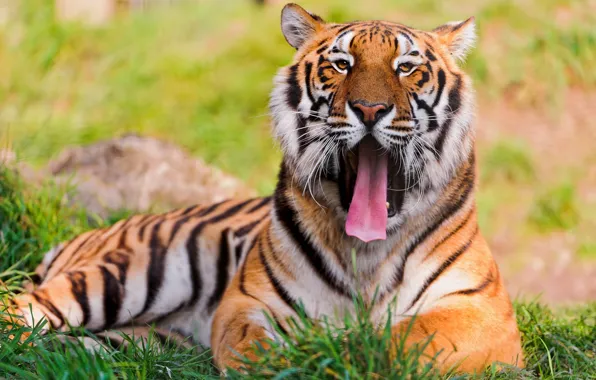 Picture grass, mustache, look, face, tiger, lies, yawns, big cat
