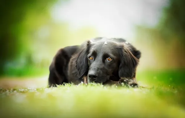 Dog, black, weed, bokeh, The most beautiful eyes