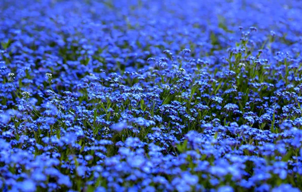 Picture flowers, blue, glade, a lot, forget-me-nots