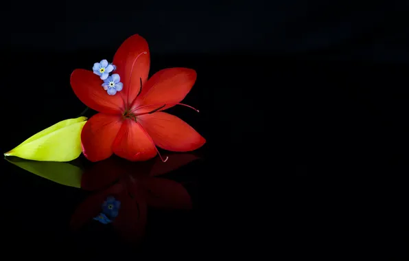 Flowers, background, color