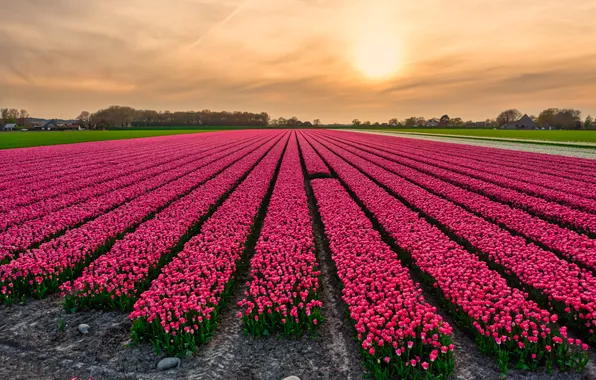 Field, the sky, clouds, flowers, strip, view, spring, dal