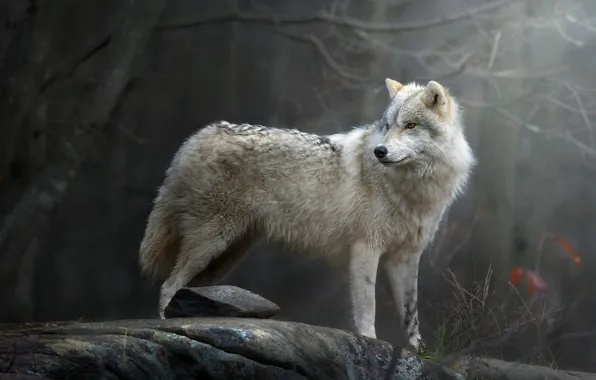 Forest, wolf, predator