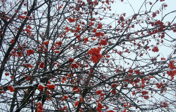 Picture winter, snow, frost, Rowan