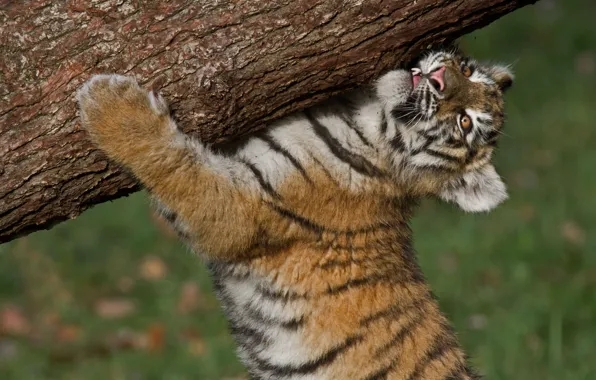 Tiger, log, cub, strongman, The Amur tiger, tiger