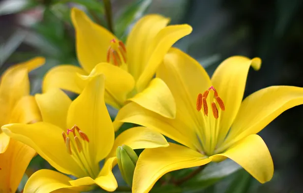 Flowers, branches, yellow, Lily