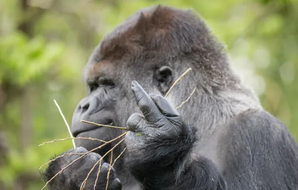Sign, monkey, gorilla, gesture