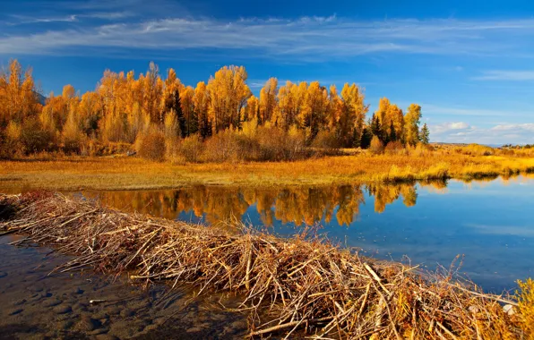 Autumn, trees, lake, Wyoming, USA, Grand Teton