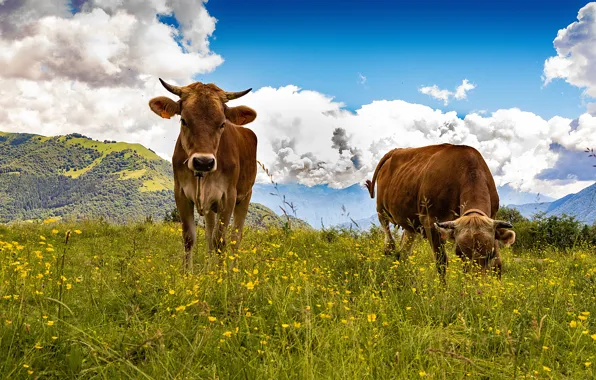 Picture summer, the sky, grass, clouds, flowers, mountains, two, cows