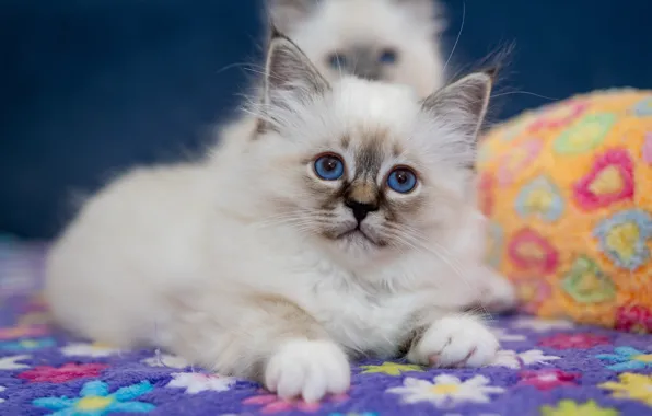 Cat, look, pose, kitty, portrait, legs, lies, Mat