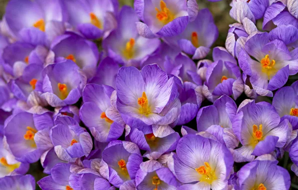 Spring, crocuses, saffron