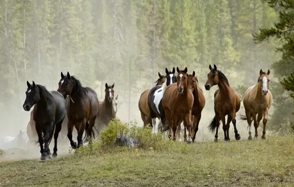 Forest, summer, trees, nature, fog, horse, horse, stump