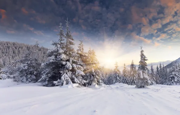 Picture winter, forest, the sun, snow, dawn, tree