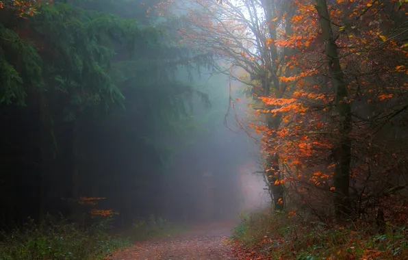 Autumn, forest, trees, branches, fog, Park, trunks, foliage