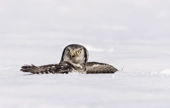 Picture winter, snow, bird, wings, Hawk owl