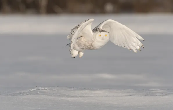 Winter, field, snow, flight, bird, wings, the snow, snowy owl