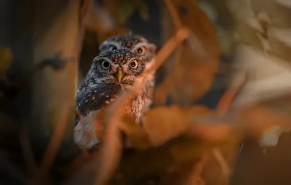 Picture birds, branches, foliage, Chicks, owlets