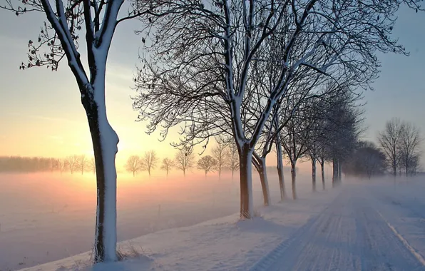 Picture light, road, trees, winter, snow, morning, fog, awakening