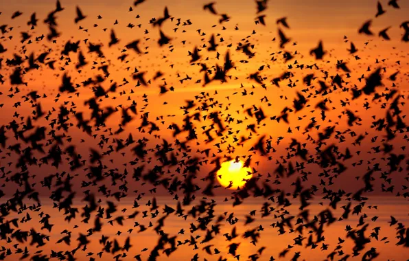 Picture sea, the sun, sunset, birds, pack, silhouette