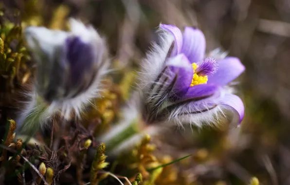 Macro, flowers, nature, spring, blur, lilac, Sleep-grass