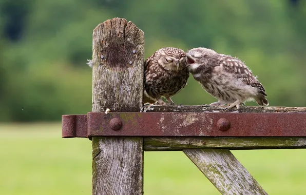 Picture owls, chick, owls