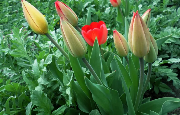 Spring, tulips, April