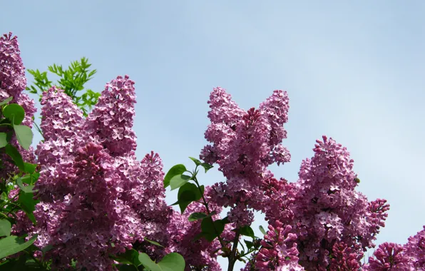 Picture Spring, Lilac, Spring, Lilac