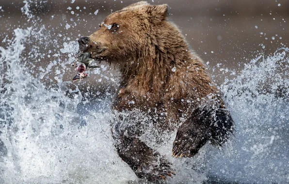 Picture Water, River, Fish, Running, Bear, Predator, Squirt, Beast