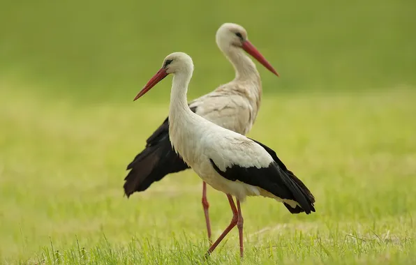 Picture nature, background, storks