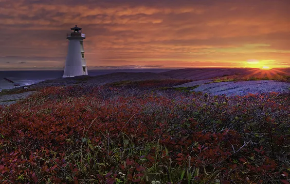 Sea, sunset, nature, coast, lighthouse, the bushes