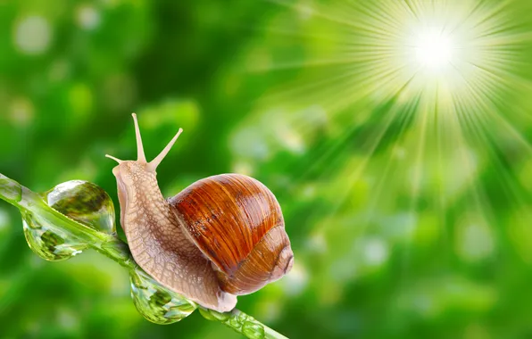 Drops, Rosa, snail, morning, stem, horns