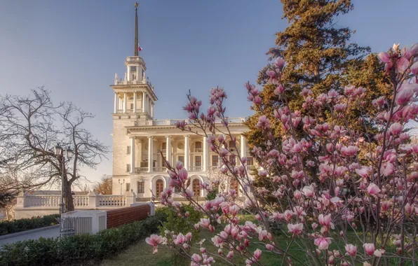 Nature, the city, spring, flowering, Crimea, Magnolia, Sevastopol, Ekaterina Dmitrienko