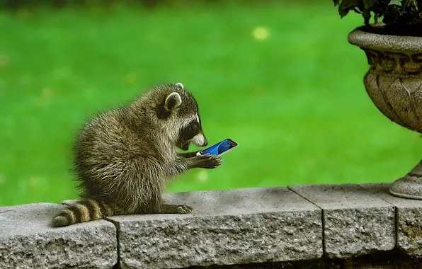 Surprise, raccoon, phone, cub, curiosity, smartphone